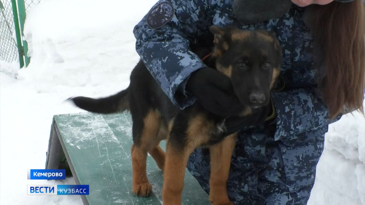 11 щенков немецкой овчарки из племенного питомника ГУФСИН отправились в подразделения ведомства смотреть онлайн