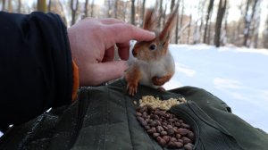 Белки. Небольшая зарисовка