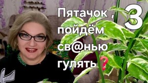 3 часть. Пятачок, пойдём св@нью гулять❓️