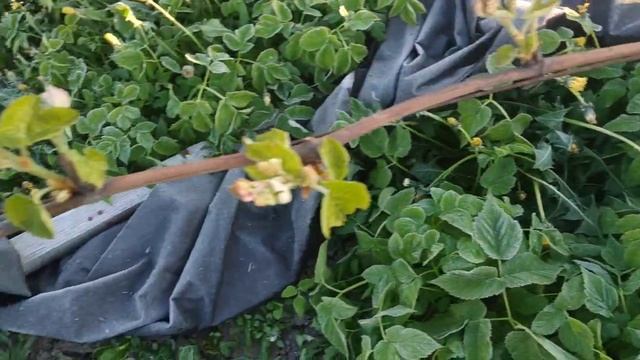 Виноград. Майские морозы. смотреть онлайн