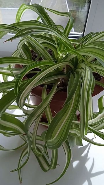 Хлорофитум правильный уход в комнатных условиях