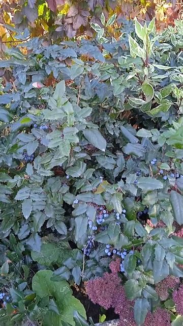 Орегонский виноград или Магония падуболистная Орегонский виноград или Магония падуболистная