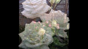 песня Сергея Кузнецова Белые розы. аранжировщик В.Трапицын. исполнитель Николай Пожидаев.