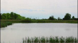 Природа в Рязанской области.09.05.2025.