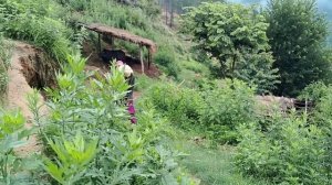 26серия/Жизнь в горной деревне Непала | в непальской бедной, но счастливой семье