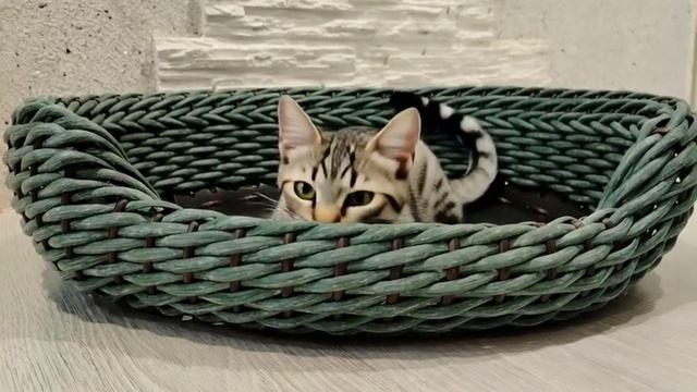 Лежанка для собак и кошек смотреть онлайн