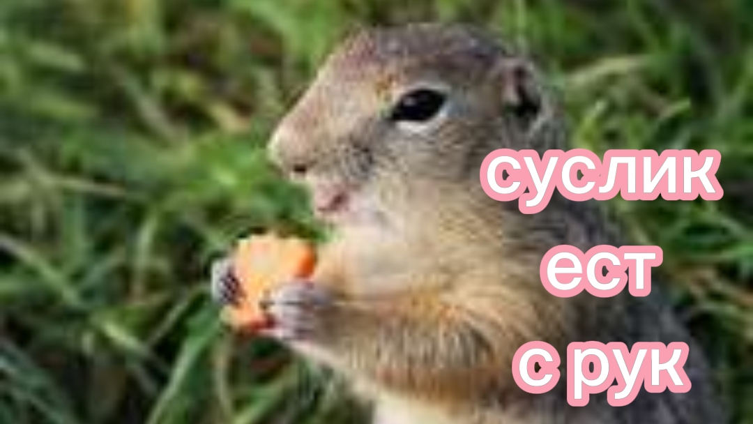 СУСЛИК КУШАЕТ С РУК смотреть онлайн