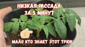МАЛО КТО ЗНАЕТ ЭТОТ ТРЮК СДЕЛАТЬ РАССАДУ ТОМАТОВ НИЗКОЙ, удивительный результат