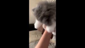 смешные и милые котики в различных ситуациях выпуск 1 кошки коты приколы животные юмор