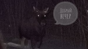 Лось Степан объявился! Пёс Кубик получил новую лежаночку и остался ночевать в гараже