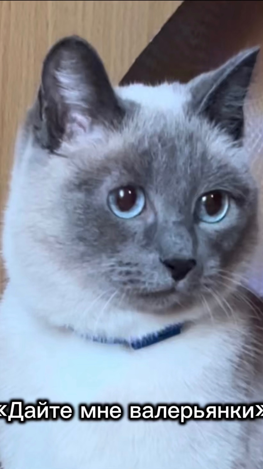 Сима и ВАЛЕРЬЯНКА Сима и ВАЛЕРЬЯНКА