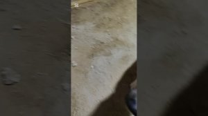 Обрабатываю уши Маши и Тайсона от ушных клещей