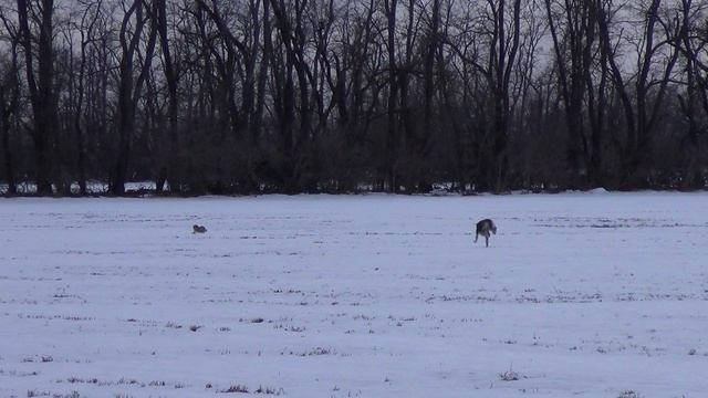 Охота на зайца с собаками (38 часть)