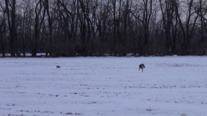 Охота на зайца с собаками (38 часть)