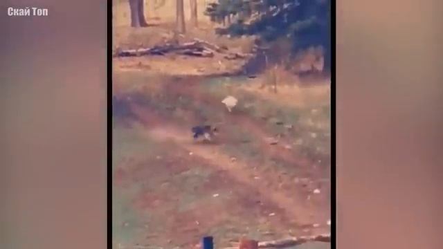 Неожиданные встречи с волками. смотреть онлайн