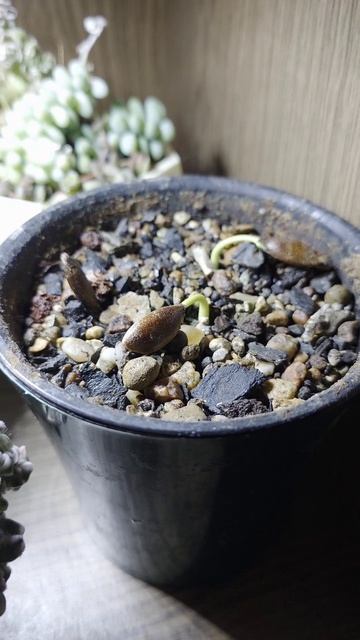 Хурма из семян смотреть онлайн