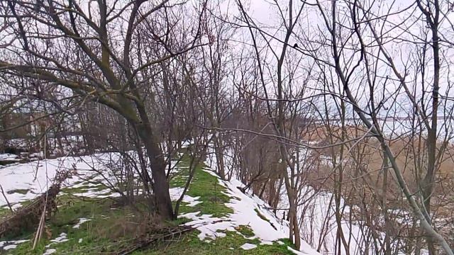 Фазан на дереве смотреть онлайн