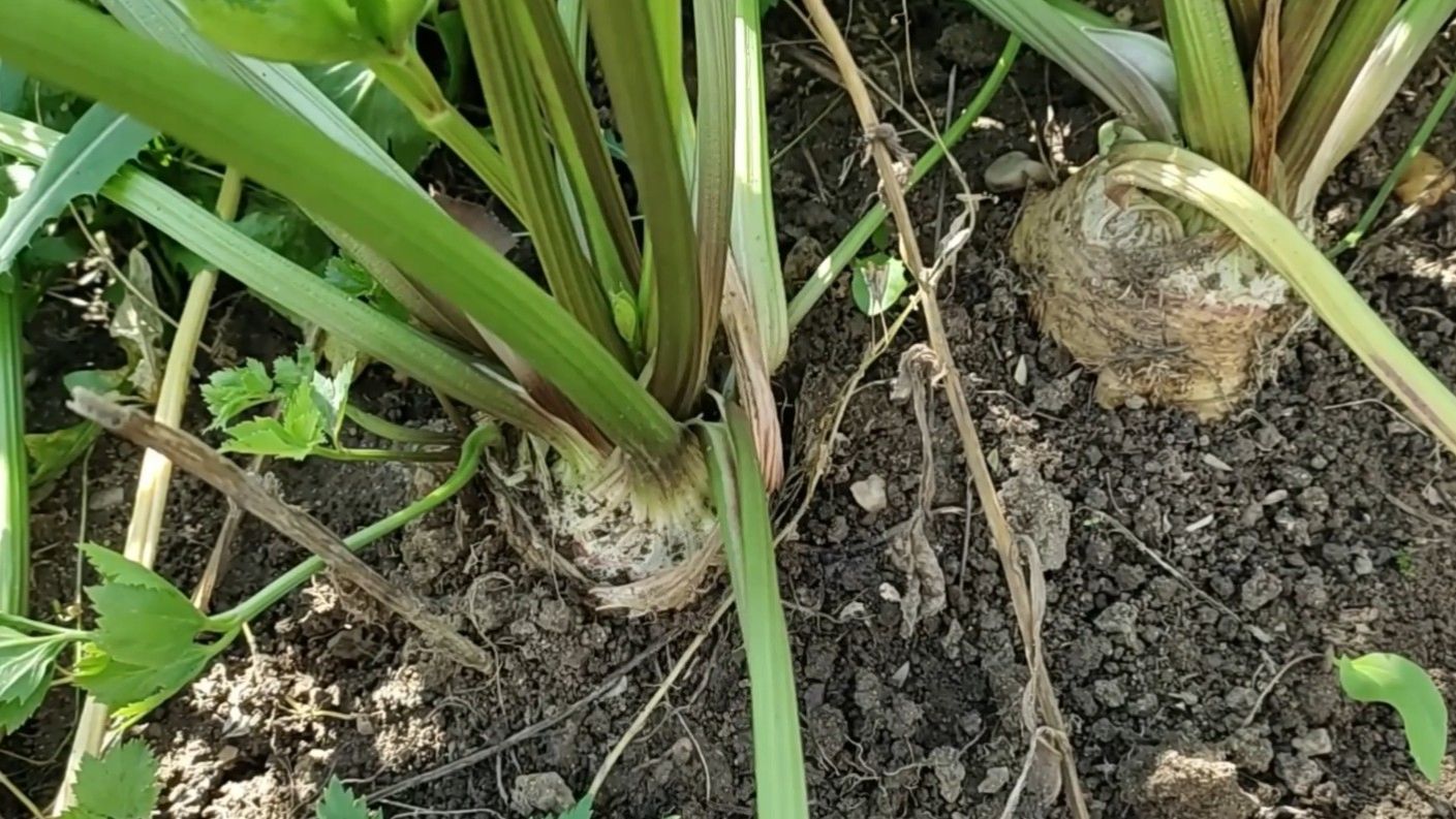Посадка семян сельдерея. Урожай сельдерея в предыдущем сезоне. смотреть онлайн
