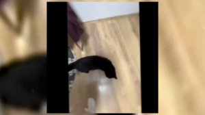 montagem BOMBO (SUPER SLOWED)cats edit