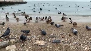 Крым Феодосия Что на самом деле с утками