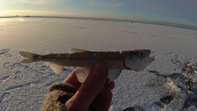 Корюшка.Шпунты.Кронштадт.ICE 2026