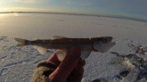 Корюшка.Шпунты.Кронштадт.ICE 2026