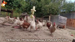 Куриная рутина – что делают куры на выгуле 😂 эпизод (125)