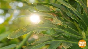 Хлорофилл: что растению хорошо, то человеку... зачем? Доброе утро. Суббота. Фрагмент выпуска от 3...