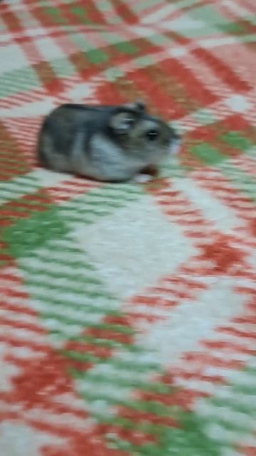 Хомячок #хомячок#хомячокджунгарик#джунгарик смотреть онлайн