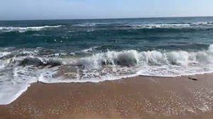 КРЫМ Сейчас Феодосия - Спасение Краснокнижного Лебедя Чёрное Море ШУМИТ КРАСИВО