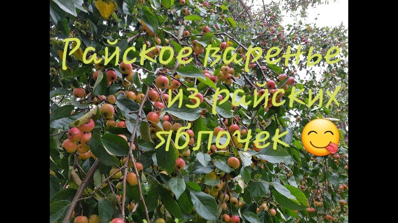 Душистое и ароматное — варенье из яблок ранеток и черноплодной рябины.