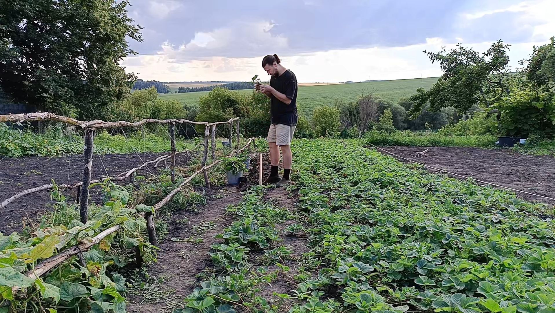 Как правильно сажать клубнику в Авгусе. Лучшее удобрение для клубники. смотреть онлайн