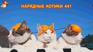 Нарядные Котики расслабляются на солнышке 🌞 🐈🐈🐈 (441)