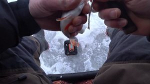 Рыбалка по окуню