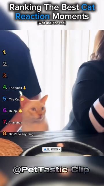 Ranking The Best Cats Reaction Moments смотреть онлайн