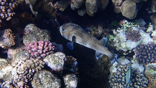 рыба-ёж на очистке смотреть онлайн
