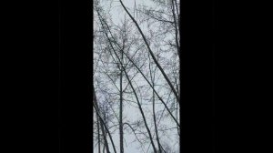 зимние зарисовки