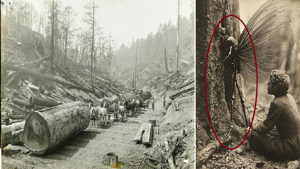 Существа из другого мира жили у лесника в тайге смотреть онлайн