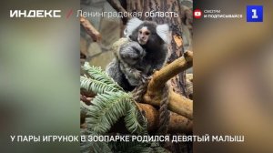 У пары игрунок в зоопарке родился девятый малыш
