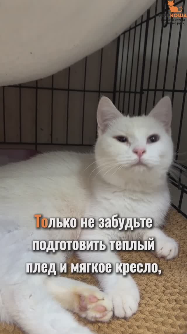 Бьянка ждёт вас в приюте #Муркоша смотреть онлайн