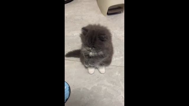 смешные и милые котики в различных ситуациях выпуск 2 кошки коты приколы животные юмор смотреть онлайн