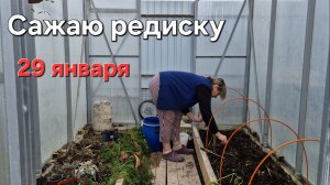Сажаю редиску в теплице.Январь 2026.Станица Натухаевская