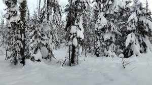 48. Прогулка в лесу по глубокому снегу.