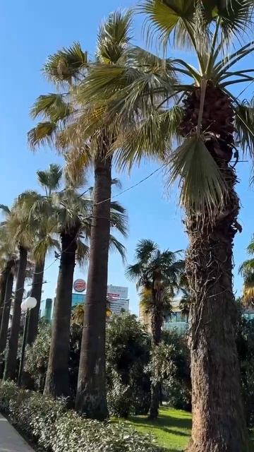 Сочи | январь 2026 смотреть онлайн