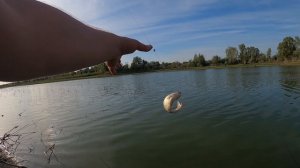 Карась в корягах. летняя рыбалка