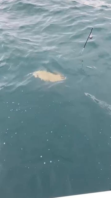 Морской кот. смотреть онлайн