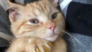 ИНТЕРЕСНОЕ: Маникюр кошек.