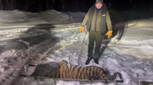 Еще одну агрессивную тигрицу отловили у поселка в Хабаровском крае