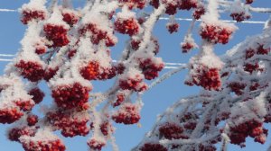 Зимняя прогулка.