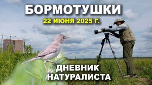 Карцевский лес, 22 июня 2025 г. Дневник натуралиста